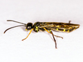 Cephus pygmeus